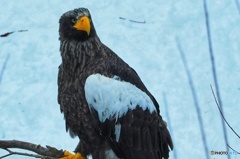 オオワシ 早く流氷来ないかな～