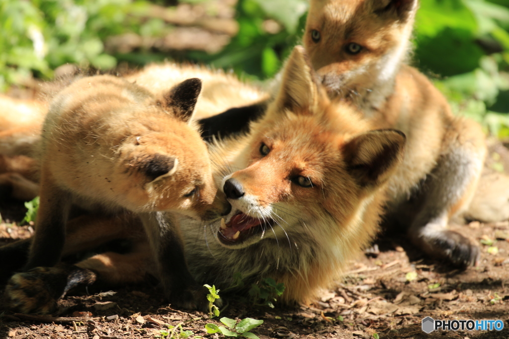 子育て奮闘中！