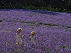 日の出公園ラベンダー園