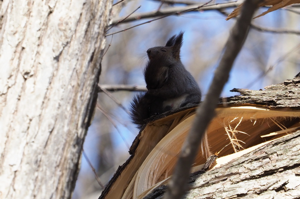 しっぽを 抱きしめて