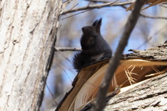 しっぽを 抱きしめて