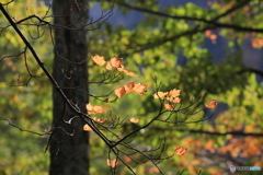 大雪山では 紅葉は 終わりです。