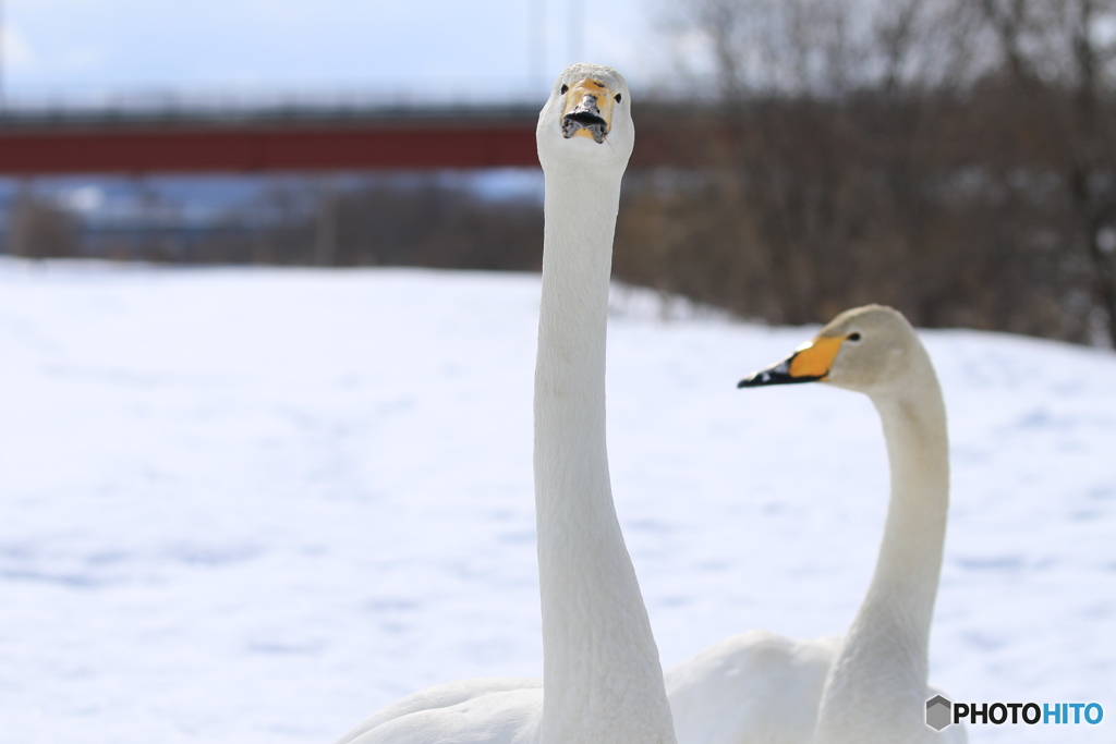 お前見ない顔だな～ ちゃんと撮れよ❗