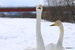 お前見ない顔だな～ ちゃんと撮れよ❗
