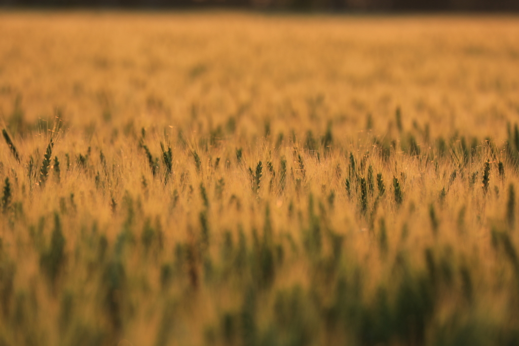 当別の麦は もういい感じ
