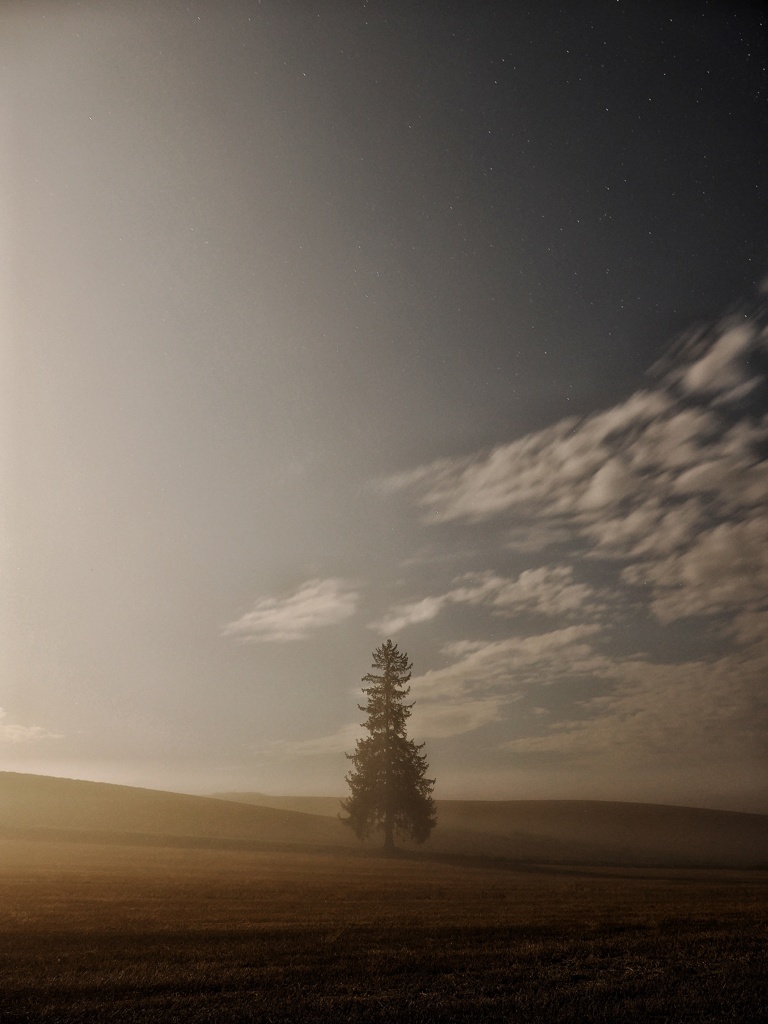 クリスマスツリーの木