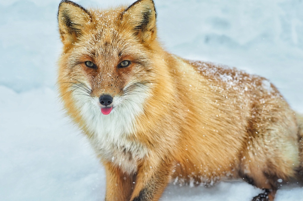 オホーツクのツネさん