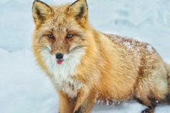 オホーツクのツネさん