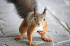 この子は 一番ドンくさく動きも遅い キツネにやられなければいいですが。