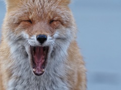 あ～ハハハハ 朝から笑わせんじゃね～よ