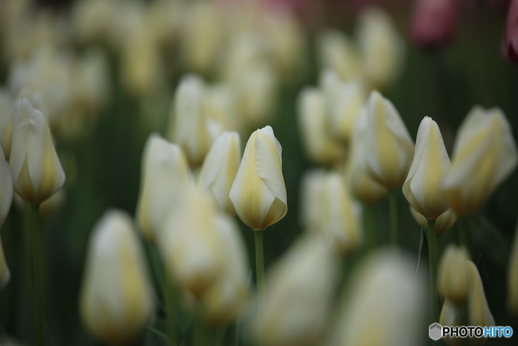 恥ずかしくてまだ開かない