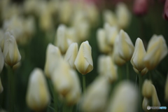 恥ずかしくてまだ開かない