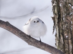 シマエナガ
