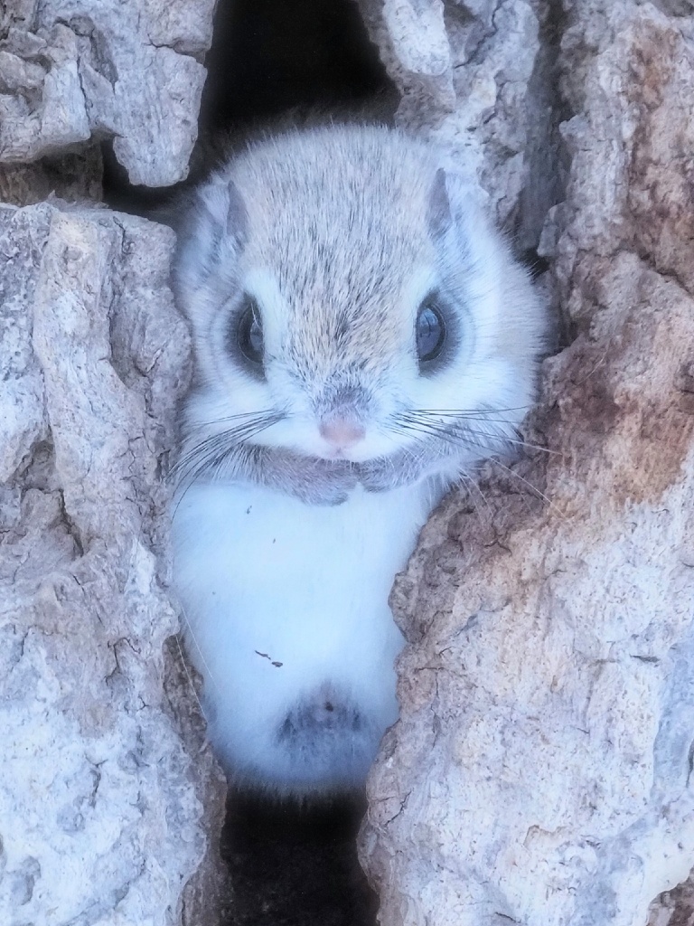 モモちん