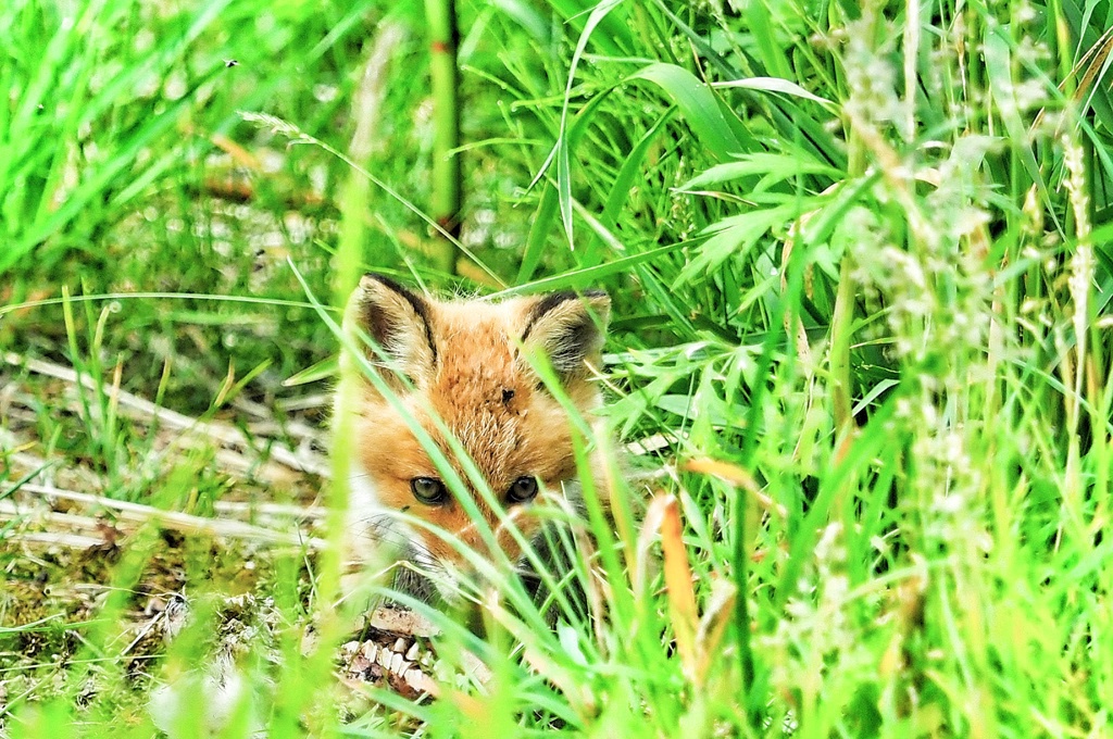 隠れてるつもり