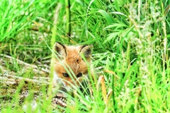 隠れてるつもり