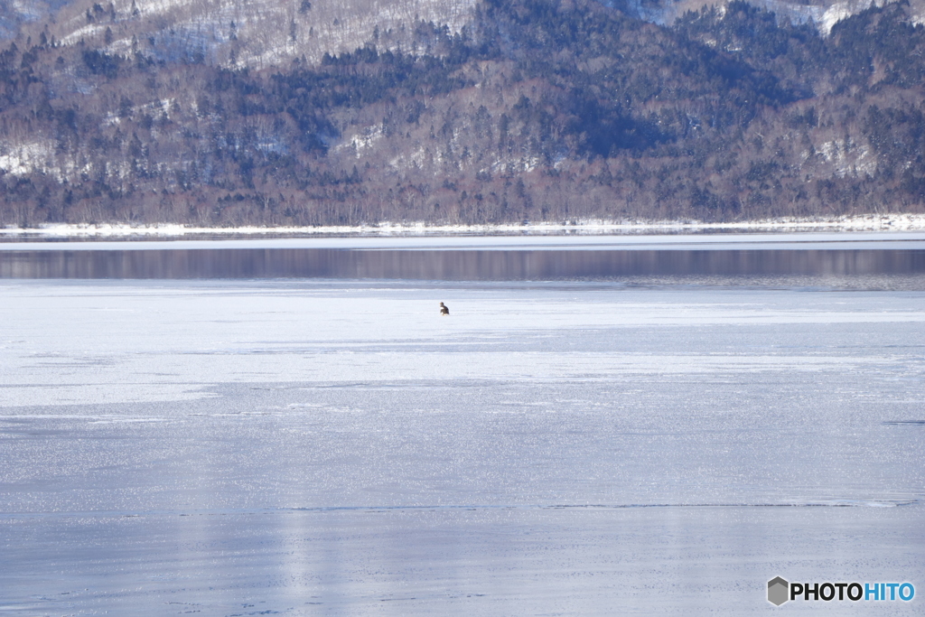ﾁﾄ遠いけどオオワシ。