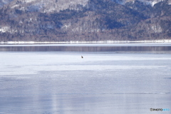 ﾁﾄ遠いけどオオワシ。