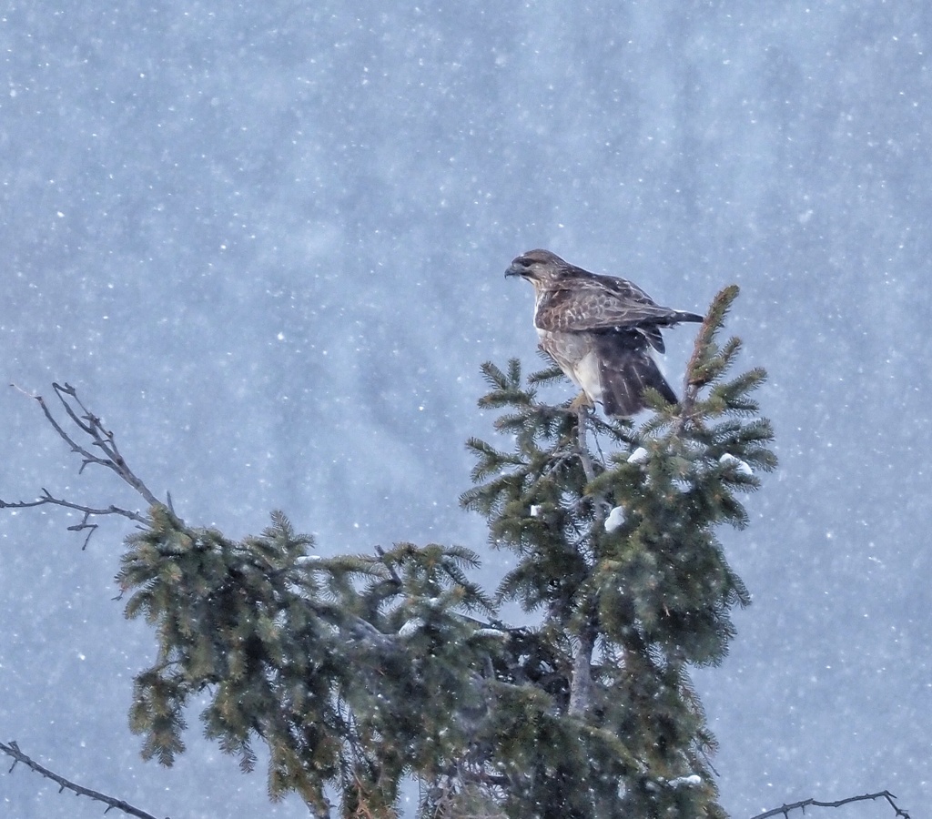 初めてのノスリくん