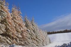 クソ寒いけど いい景色！ どさんこ 寒さには 強い！