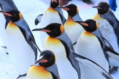 コーテーペンギンお散歩の巻き