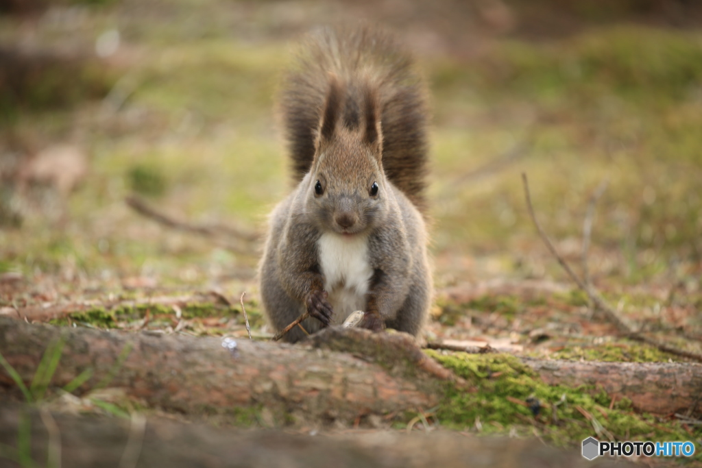ニューフェイス