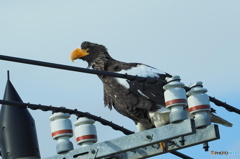 ヤバ イケメン！