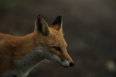 平和そうに見えるが縄張り争いが激しい場所！