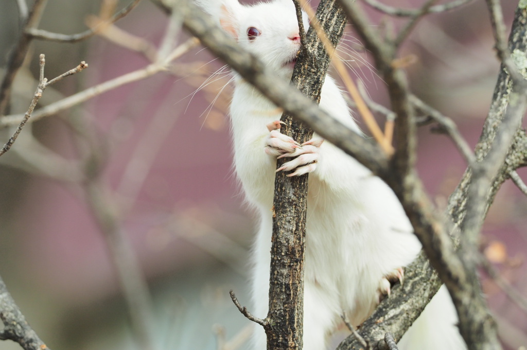 白ちゃん妊娠中