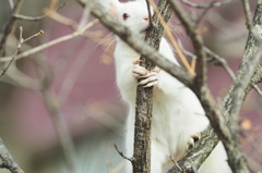 白ちゃん妊娠中