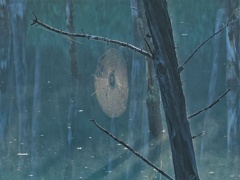 青い池