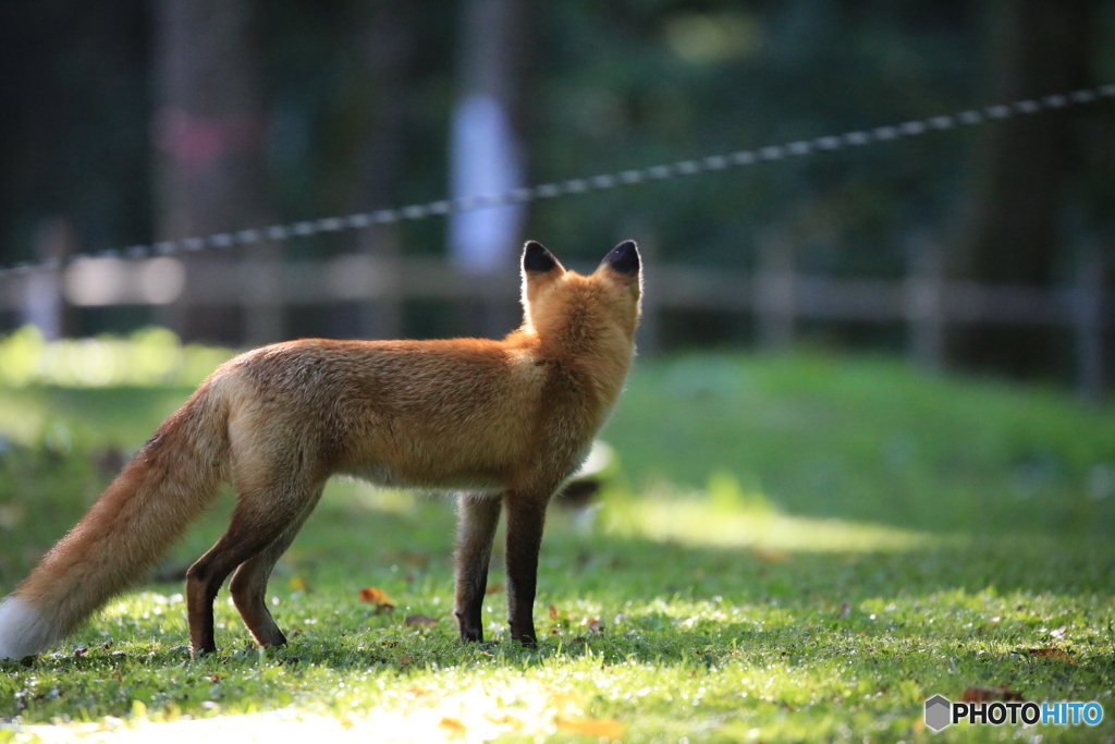 すばしこい奴だ！