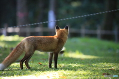 すばしこい奴だ！