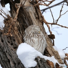 カメラ向けたとたん このソッポ！ さすが ぬしです！(笑)