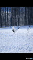 Screenshot_20170114-022215