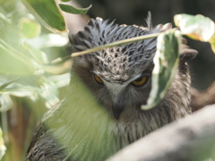 シマフクちゃん