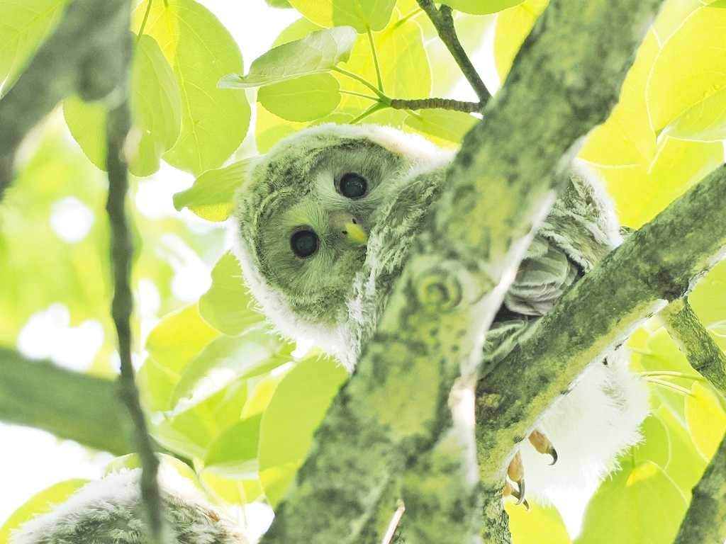 エゾフクロウ雛