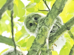 エゾフクロウ雛
