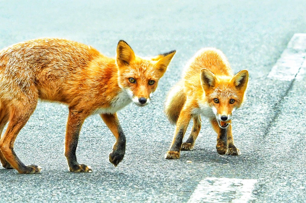 つがいでしょうか？