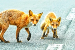 つがいでしょうか？