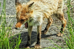 あくび お母さん眠そう