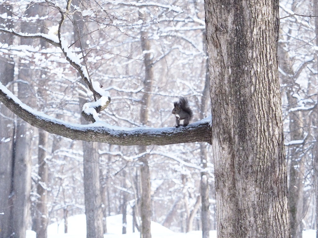 今年は リス多い。