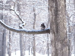 今年は リス多い。