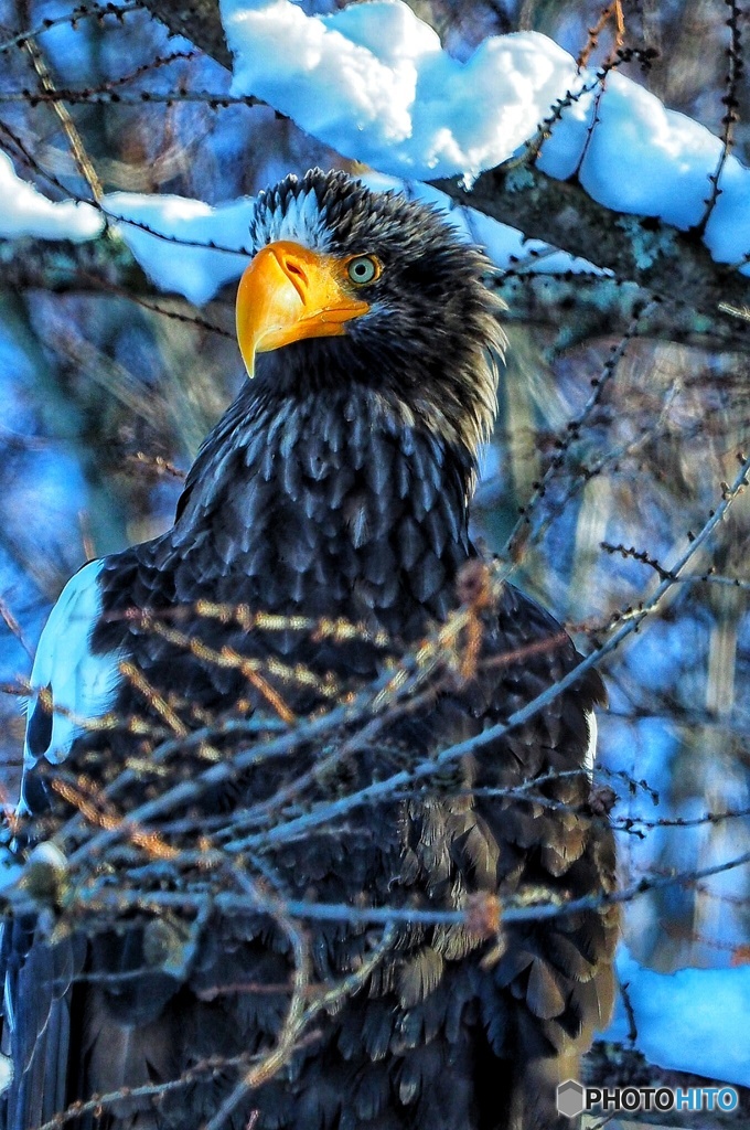 ダンディーオオさん