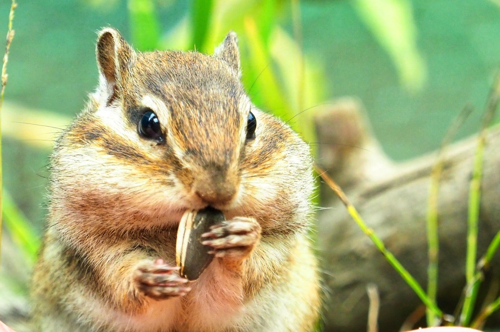オホーツク シマリー公園