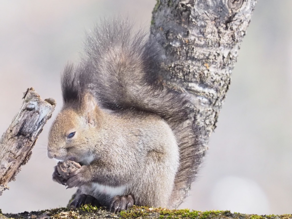 この陽気で眠そう