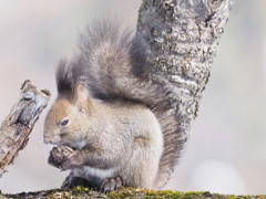 この陽気で眠そう