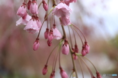 遅咲き枝垂れ桜
