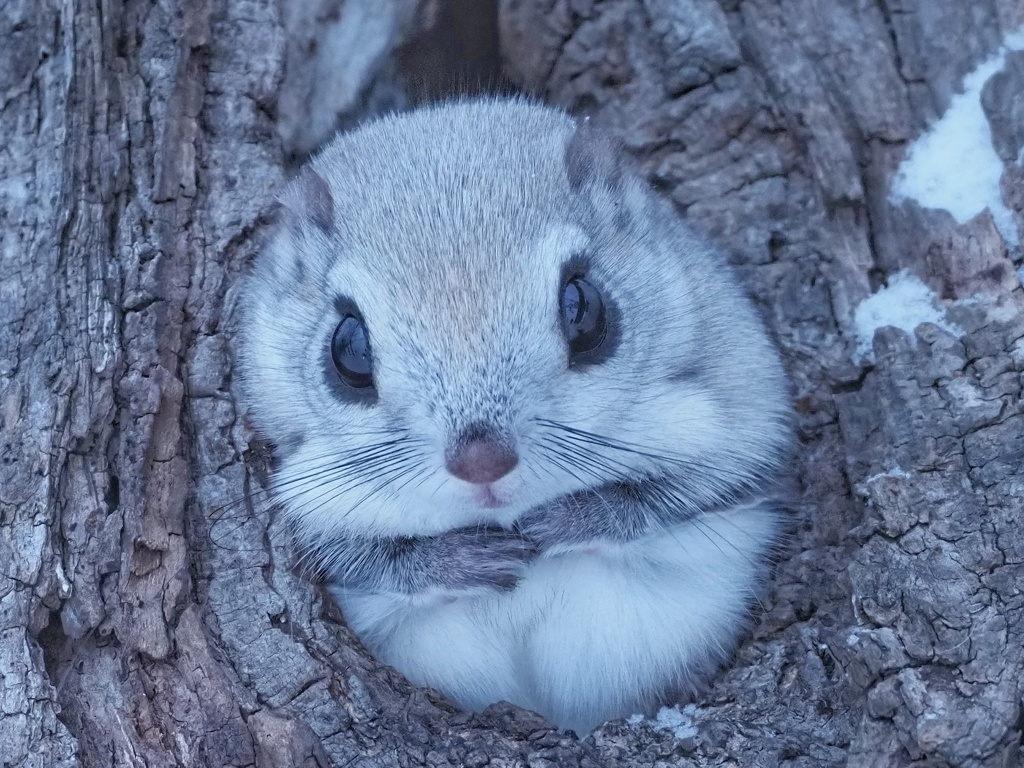 エゾモモンガ