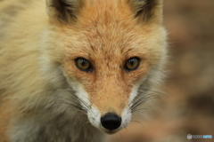 どアップ！許してくれました。